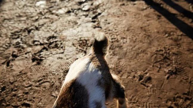 Chattanooga creek raises health alarm after goat deaths
