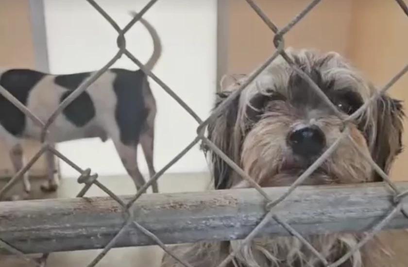 21 dogs in Ocala need new homes after boarding fallout