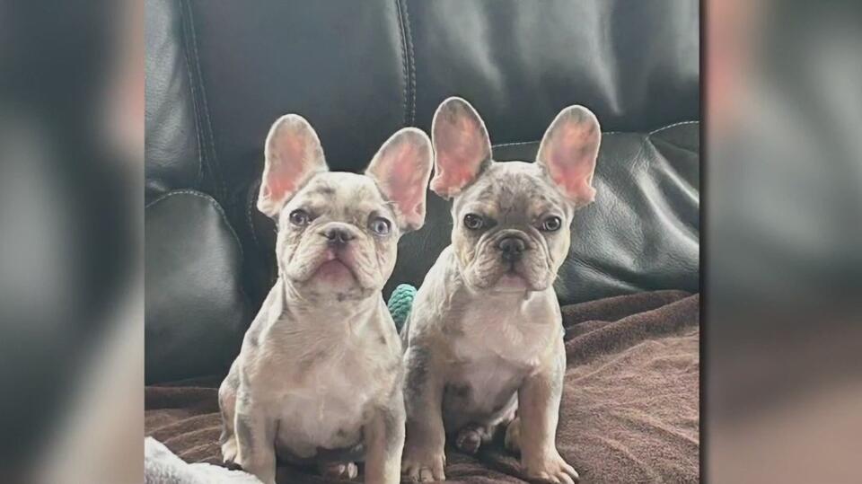 Woodlands pet store heartbreak: $9K French Bulldogs die within months