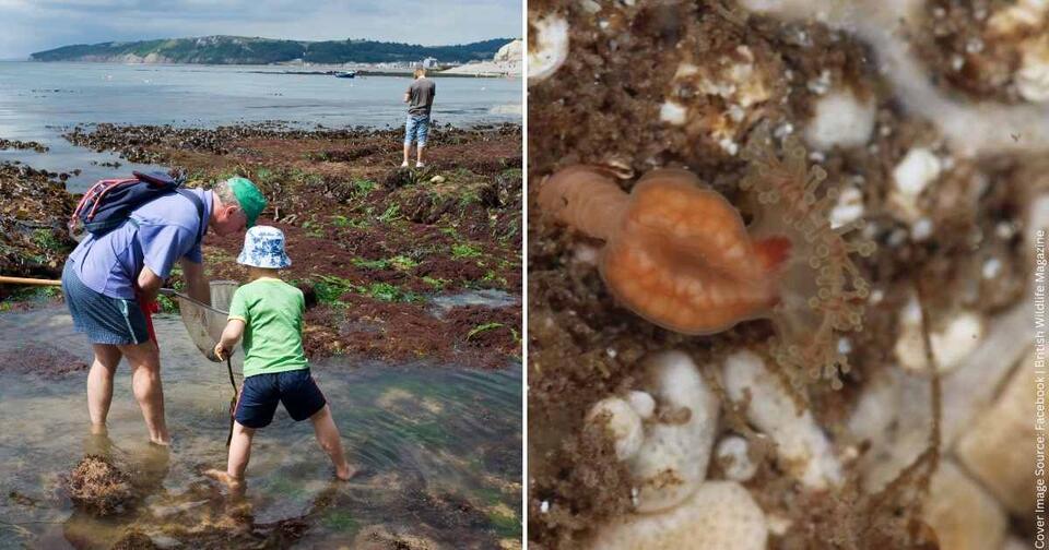 Rare Jellyfish Pops Up After 50 Years!