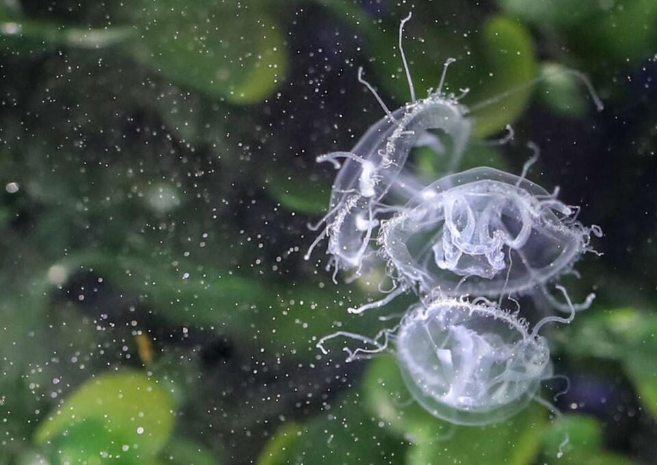 Rare Jellyfish Pops Up After 50 Years!