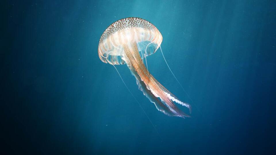 Rare Jellyfish Pops Up After 50 Years!
