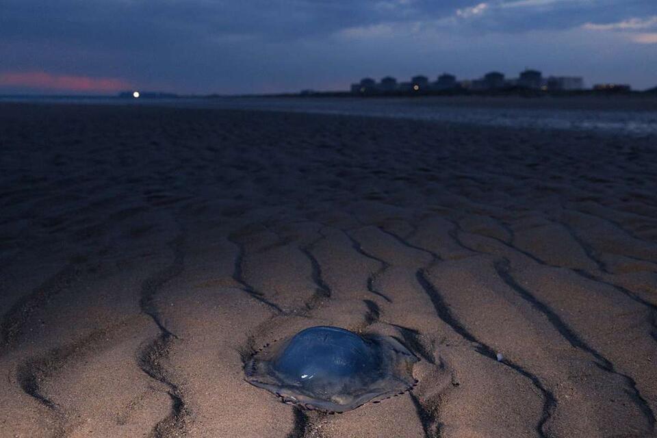 Rare Jellyfish Pops Up After 50 Years!