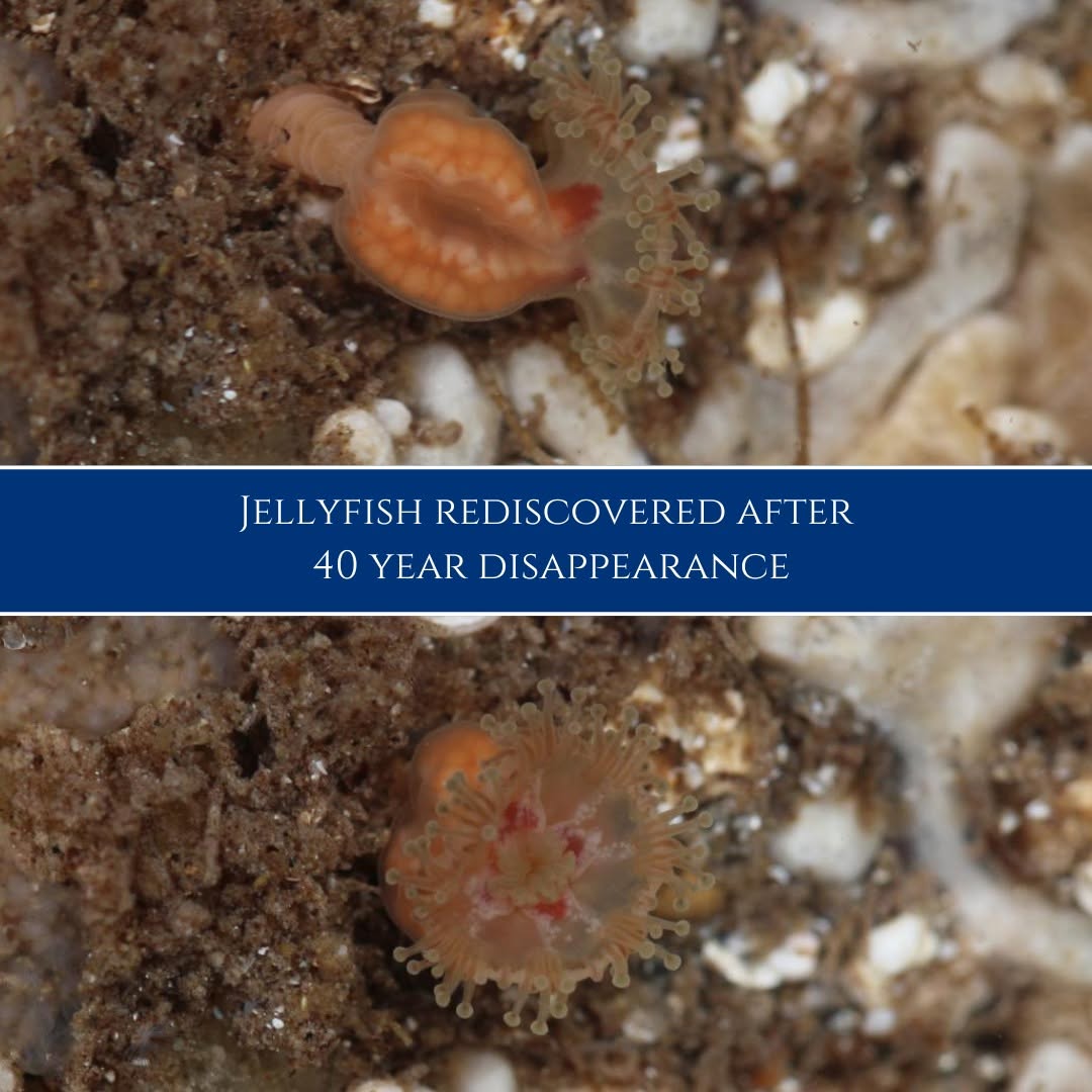 Rare Jellyfish Pops Up After 50 Years!