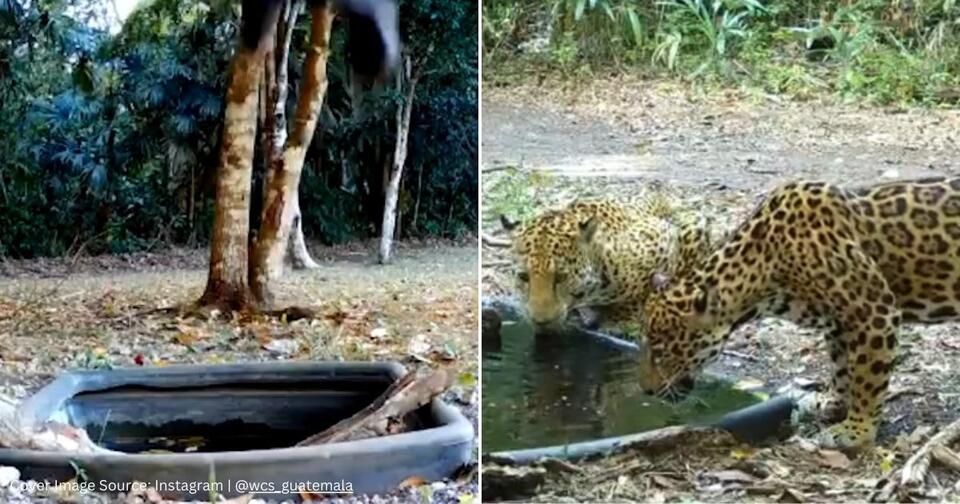 Caught on Camera: Guatemala’s Wildlife Crisis 😢