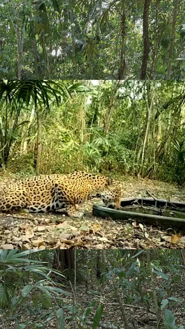 Caught on Camera: Guatemala’s Wildlife Crisis 😢