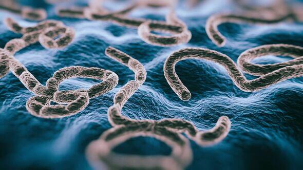 Ebola Outbreak: What’s Really Happening?