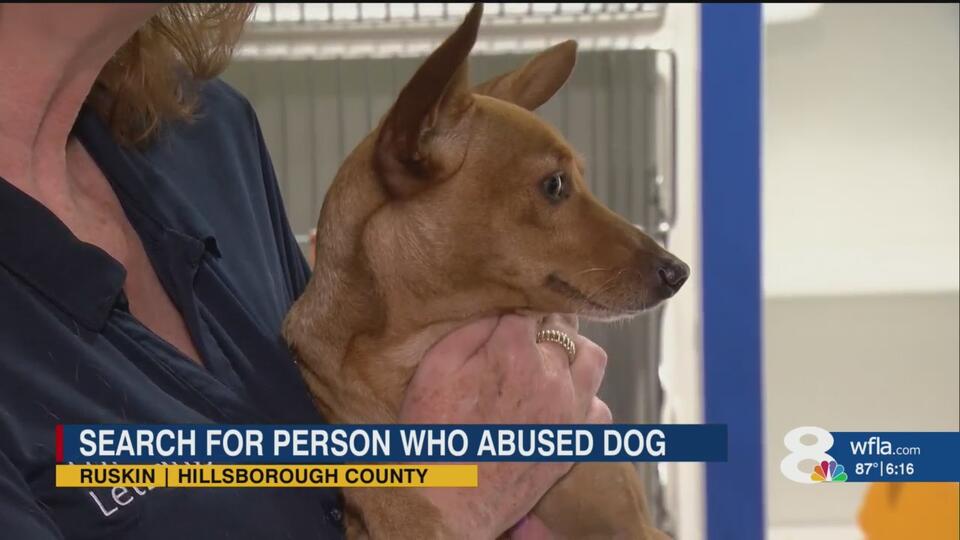 Florida dog’s fight for life stuns community