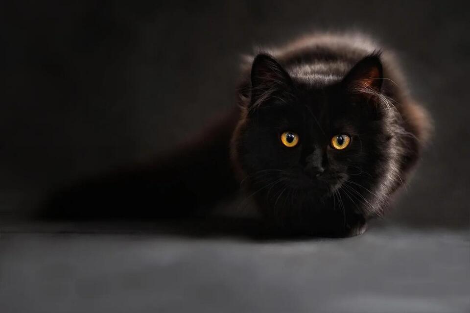 Your Cat’s Secret Signs of Love