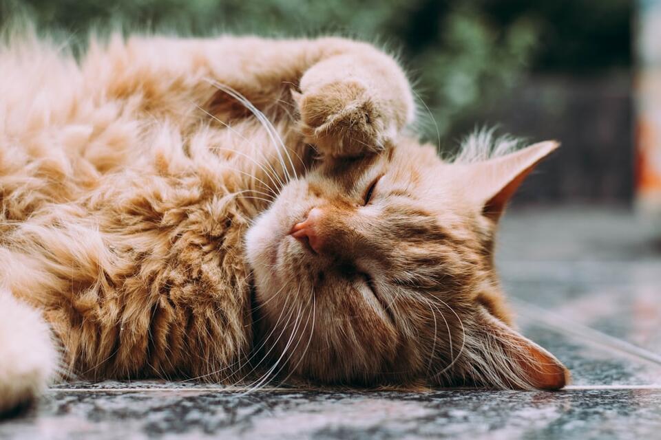 Your Cat’s Secret Signs of Love