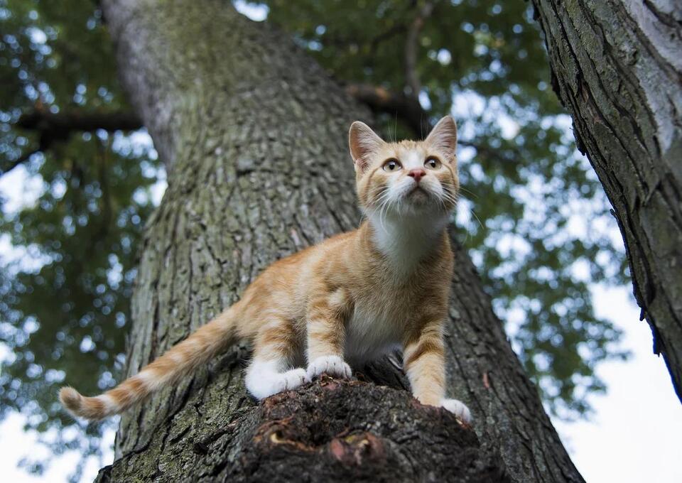 Your Cat’s Secret Signs of Love