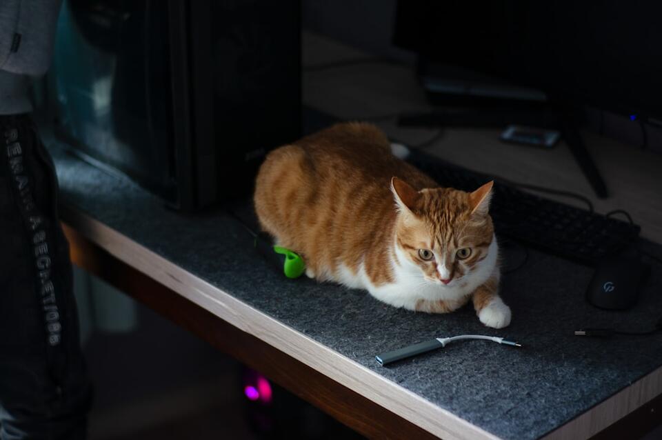 Your Cat’s Secret Signs of Love