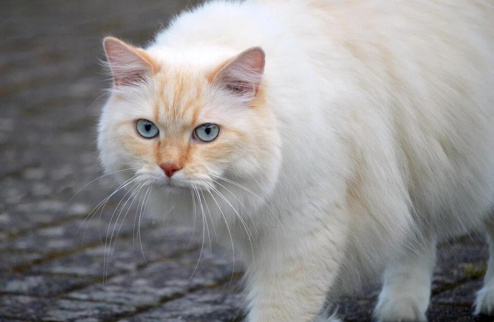 Your Cat’s Secret Signs of Love