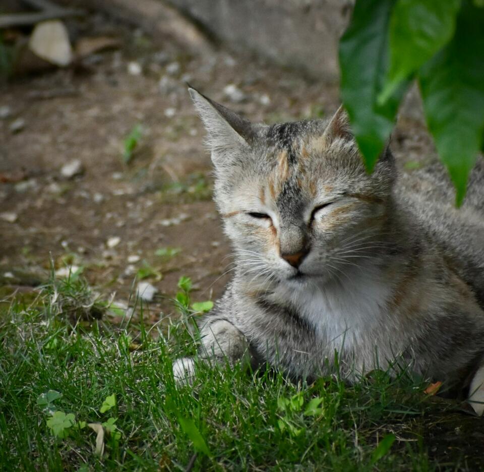 Your Cat’s Secret Signs of Love