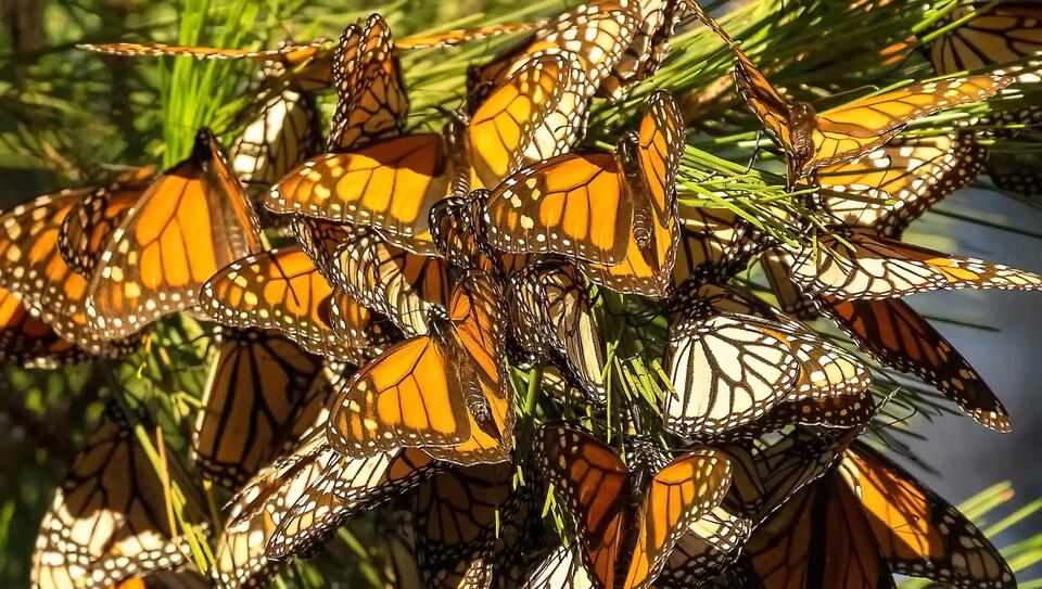 Monarch Butterflies Are Ditching Migration?!