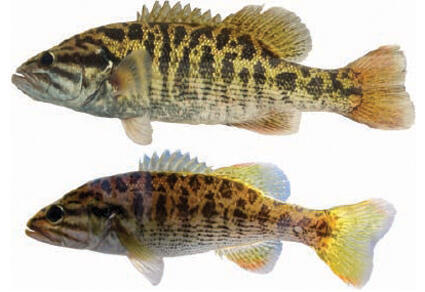 Georgia’s rivers reveal hidden bass species
