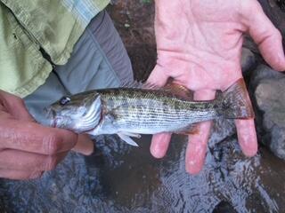 Georgia’s rivers reveal hidden bass species