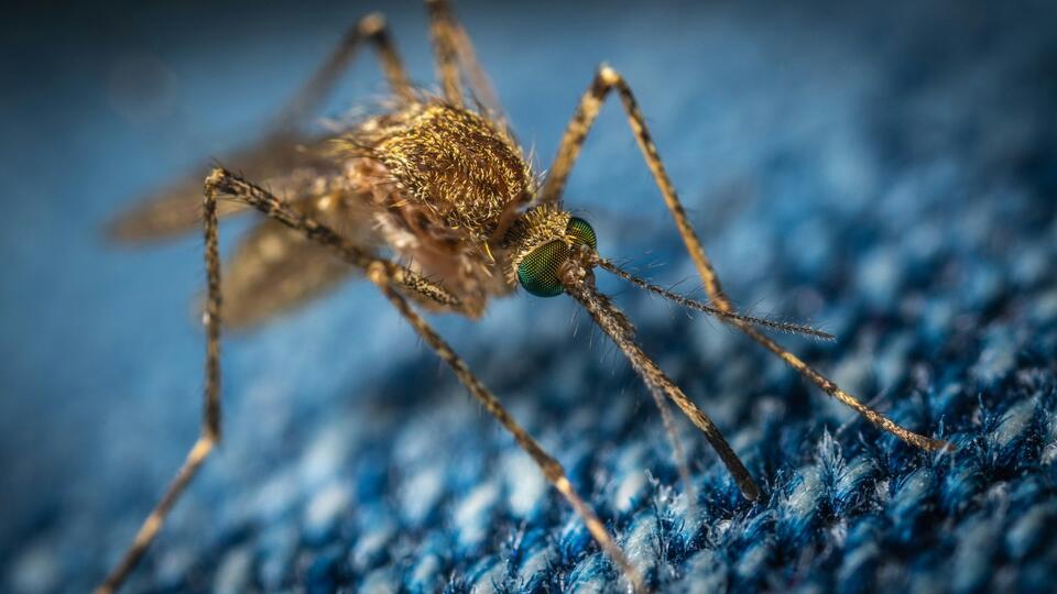 Travel Alert: Mosquito Virus Spreading Fast!