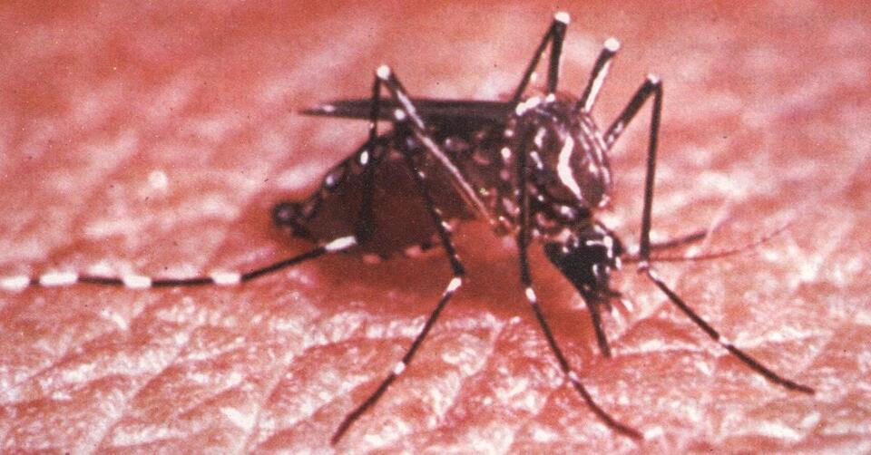 Travel Alert: Mosquito Virus Spreading Fast!