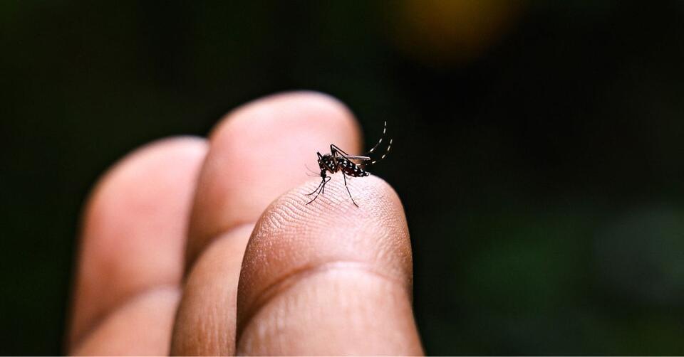 Travel Alert: Mosquito Virus Spreading Fast!