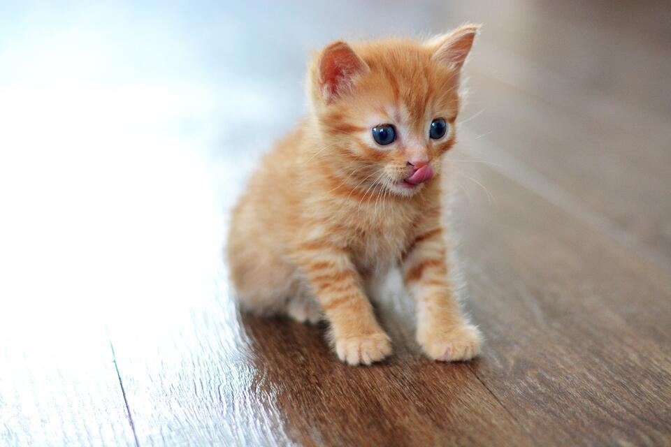 Tiny Orange Kitten Throws Mealtime Tantrum