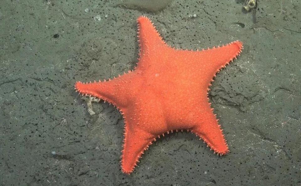 40+ New Ocean Species Found—Including a Pink Lobster!