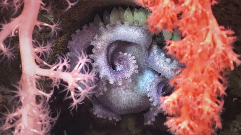 40+ New Ocean Species Found—Including a Pink Lobster!