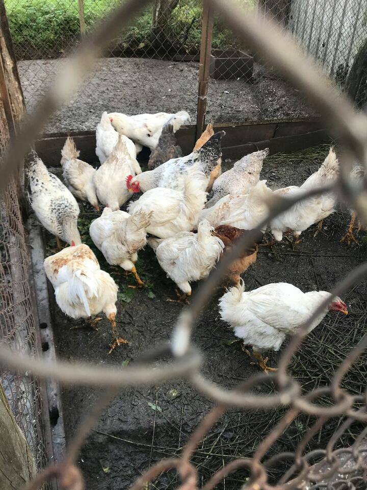 Chicken Skin & Neck: The Hidden Danger?