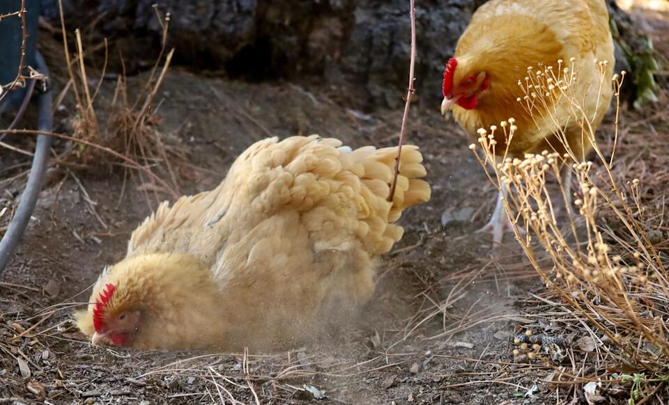 Chicken Skin & Neck: The Hidden Danger?
