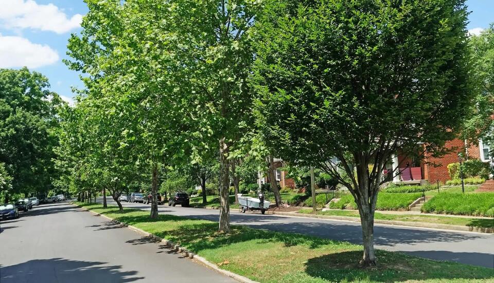 Why UConn’s landscaping advice is sparking debate