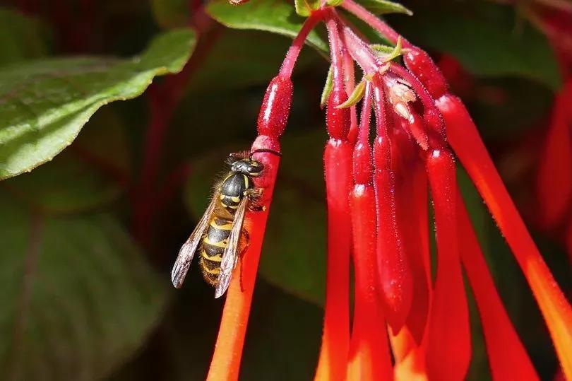 Flesh-Eating Wasps Are Taking Over?!