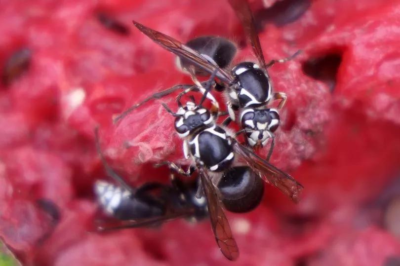 Flesh-Eating Wasps Are Taking Over?!