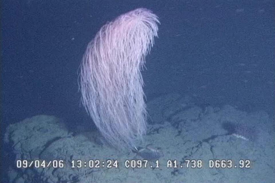 Chewbacca Coral? Deep Sea Just Got Weirder