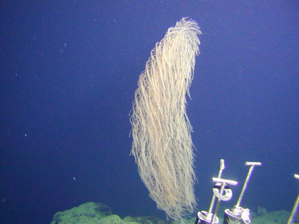Chewbacca Coral? Deep Sea Just Got Weirder