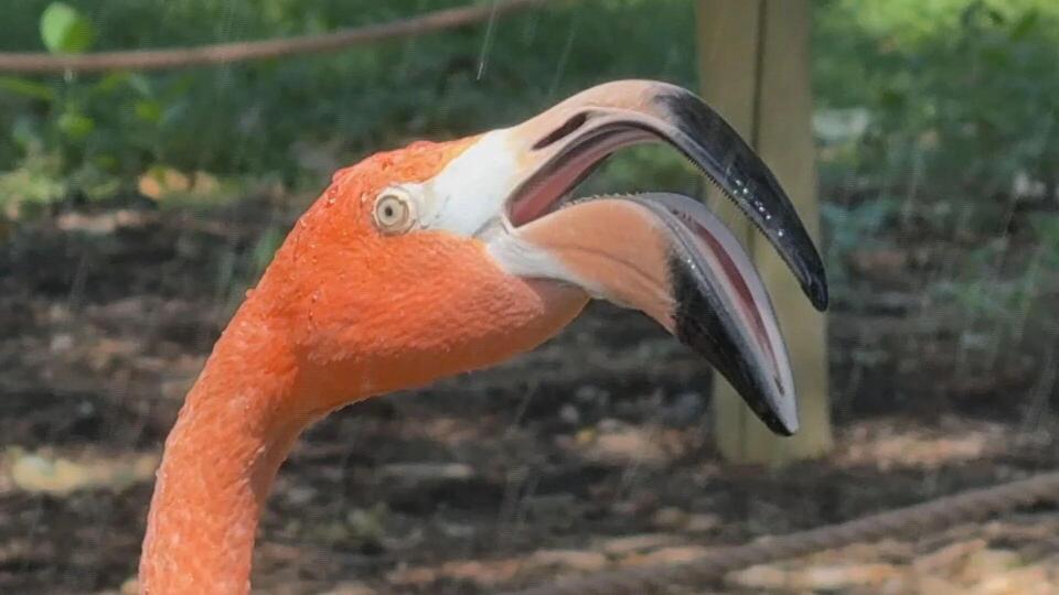 Flamingos at Denver Zoo help save wild cousins