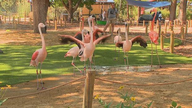 Flamingos at Denver Zoo help save wild cousins