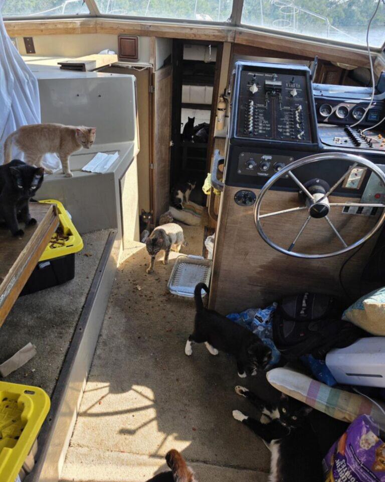 Florida cats rescued from cramped boat life