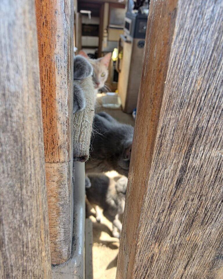 Florida cats rescued from cramped boat life