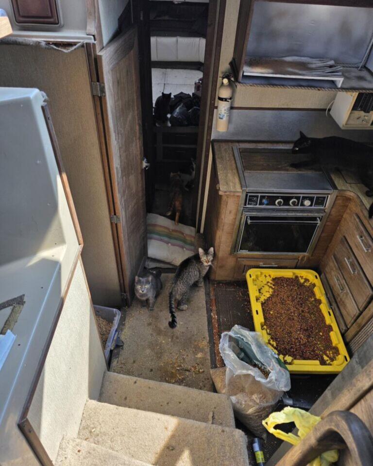 Florida cats rescued from cramped boat life