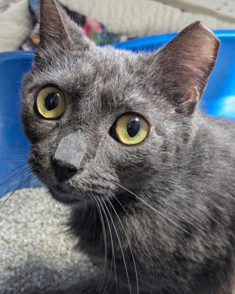 Florida cats rescued from cramped boat life