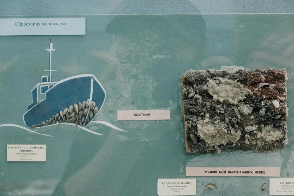 Tiny Arctic Teeth Are Rewriting Mammal History