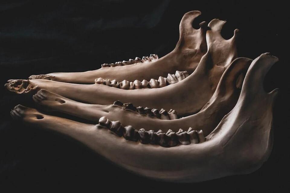 Tiny Arctic Teeth Are Rewriting Mammal History
