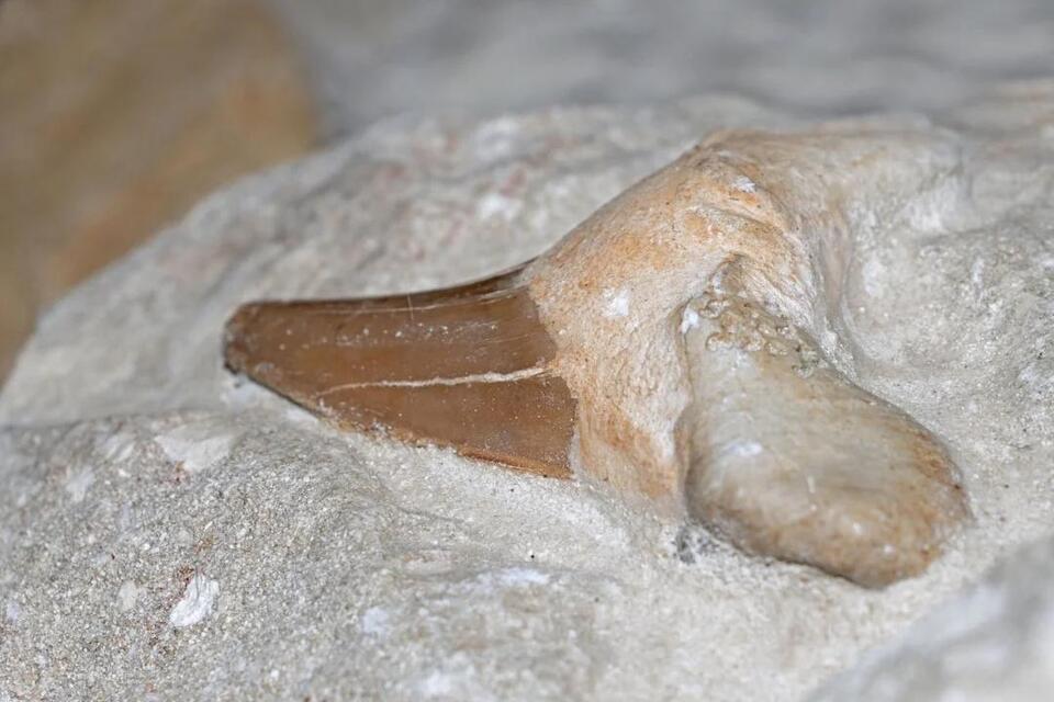 Tiny Arctic Teeth Are Rewriting Mammal History