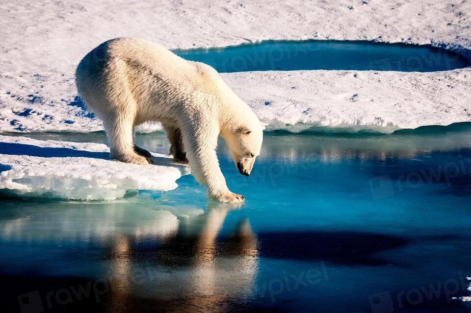 Tiny Arctic Teeth Are Rewriting Mammal History