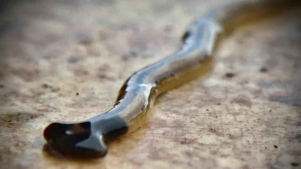 Toxic Hammerhead Worms Are on the Move!