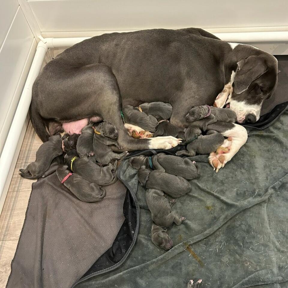 15 Great Dane puppies bring hope to Raleigh