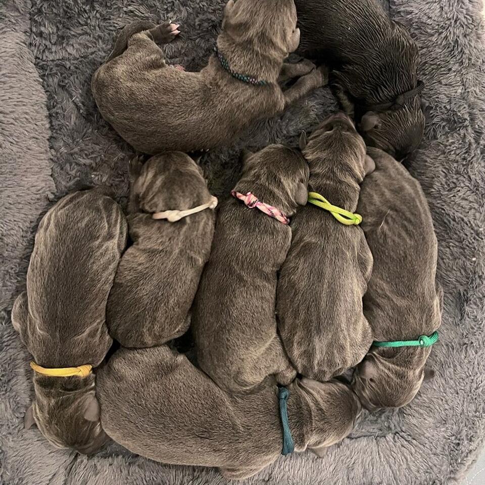 15 Great Dane puppies bring hope to Raleigh