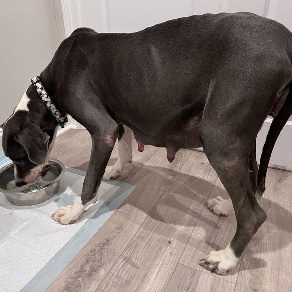 15 Great Dane puppies bring hope to Raleigh