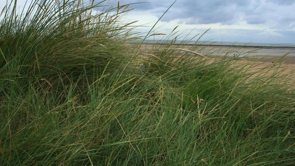 Norfolk’s rare grasshoppers make a comeback