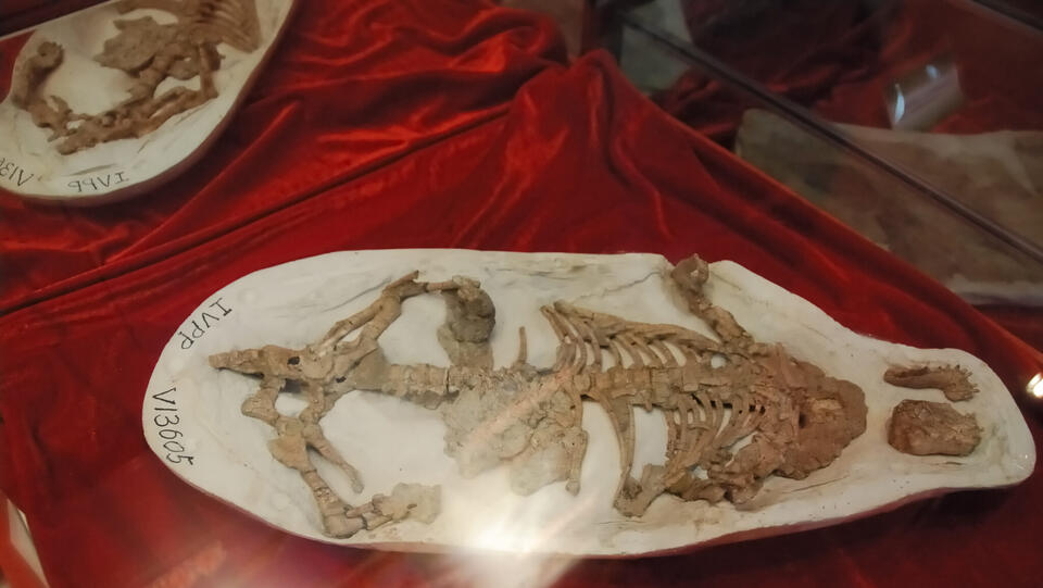 Dino Diets: Fossilized Stomachs Spill Secrets